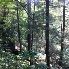 Clifty Wilderness